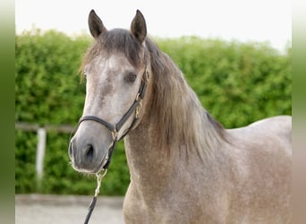 Andalusier, Valack, 3 år, 162 cm, Grå