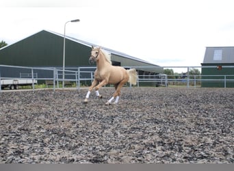 Andalusier Blandning, Valack, 3 år, 162 cm, Palomino