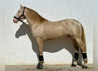 Andalusier, Valack, 3 år, 165 cm, Perlino