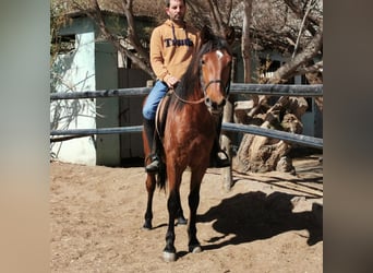 Andalusier, Valack, 4 år, 150 cm, Brun