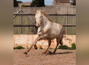 Andalusier, Valack, 4 år, 150 cm, Cremello