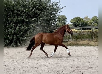 Andalusier, Valack, 4 år, 150 cm, fux