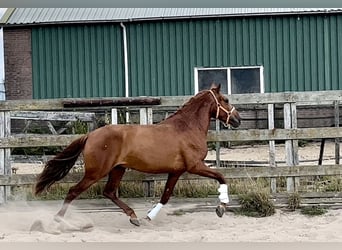Andalusier, Valack, 4 år, 152 cm, fux