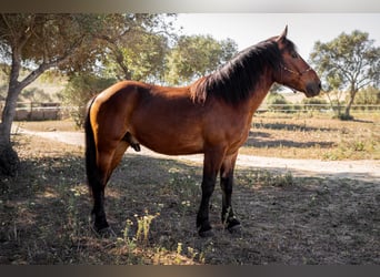 Andalusier Blandning, Valack, 4 år, 156 cm, Brun