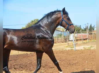 Andalusier, Valack, 4 år, 156 cm, Rökfärgad svart