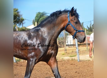 Andalusier, Valack, 4 år, 156 cm, Rökfärgad svart