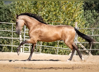 Andalusier, Valack, 4 år, 158 cm, Black