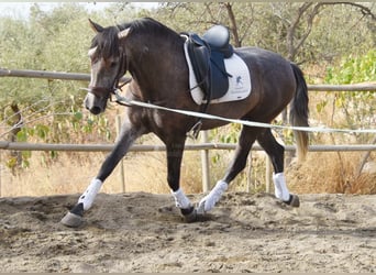 Andalusier, Valack, 4 år, 160 cm, Grå