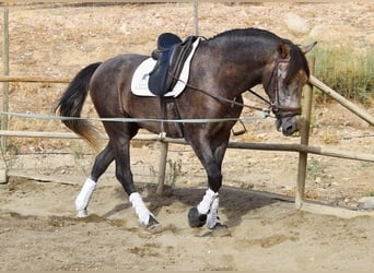 Andalusier, Valack, 4 år, 160 cm, Grå