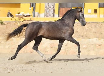 Andalusier, Valack, 4 år, 160 cm, Grå