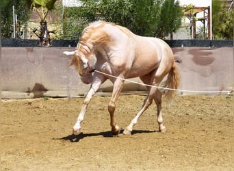 Andalusier, Valack, 4 år, 160 cm, Perlino