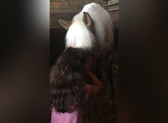Andalusier, Valack, 4 år, 163 cm, Palomino