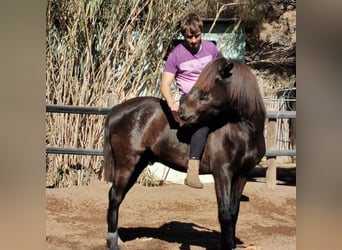 Andalusier, Valack, 5 år, 147 cm, Svart