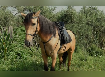 Andalusier, Wallach, 5 Jahre, 154 cm, Falbe