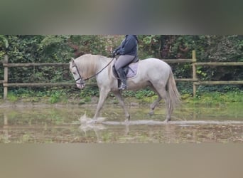 Andalusier, Wallach, 5 Jahre, 158 cm, Apfelschimmel