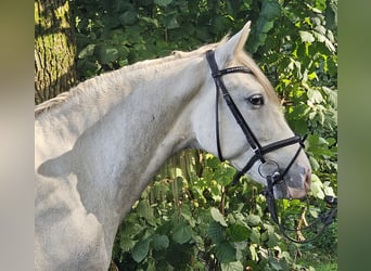 Andalusier, Wallach, 5 Jahre, 158 cm, Apfelschimmel