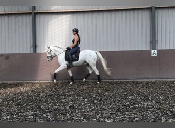 Andalusier Blandning, Valack, 5 år, 158 cm, Leopard-Piebald