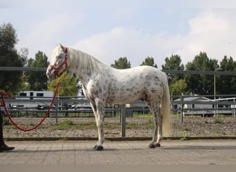 Andalusier Blandning, Valack, 5 år, 158 cm, Leopard-Piebald