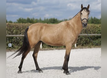 Andalusier, Valack, 5 år, 160 cm, Black