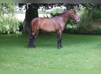 Andalusier, Wallach, 5 Jahre, 160 cm, Brauner