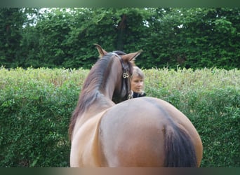 Andalusier, Valack, 5 år, 160 cm, Brun