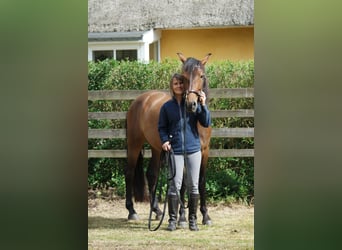 Andalusier, Wallach, 5 Jahre, 160 cm, Brauner