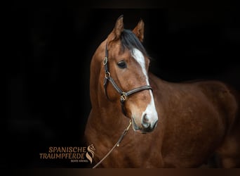 Andalusier, Valack, 5 år, 160 cm, Brun