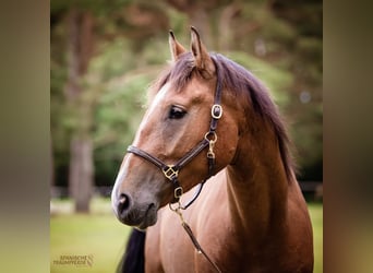 Andalusier, Valack, 5 år, 160 cm, Brun
