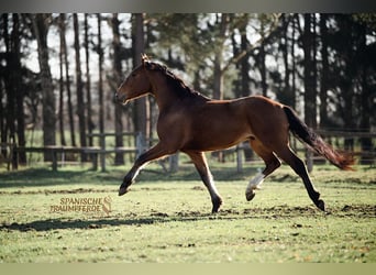 Andalusier, Valack, 5 år, 160 cm, Brun
