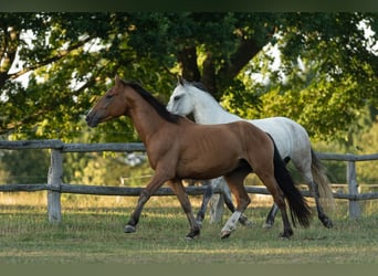 Andalusier, Valack, 5 år, 160 cm, Brun