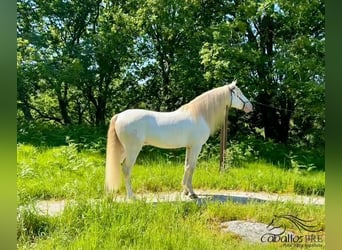 Andalusier, Valack, 5 år, 160 cm