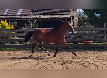 Andalusier Blandning, Valack, 5 år, 163 cm, Ljusbrun
