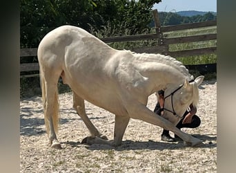 Andalusier, Valack, 6 år, 155 cm, Cremello