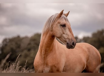 Andalusier Blandning, Valack, 6 år, 155 cm, Palomino