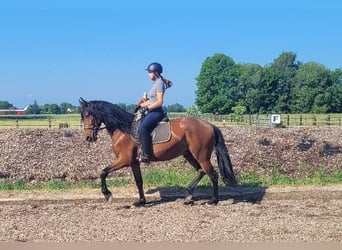 Andalusier Blandning, Valack, 6 år, 156 cm, Brun