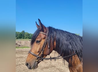 Andalusier Blandning, Valack, 6 år, 156 cm, Brun