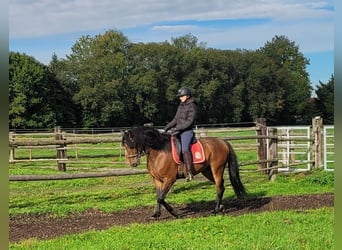 Andalusier Blandning, Valack, 6 år, 156 cm, Mörkbrun