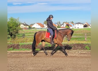 Andalusier Blandning, Valack, 6 år, 156 cm, Mörkbrun