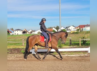 Andalusier Blandning, Valack, 6 år, 156 cm, Mörkbrun