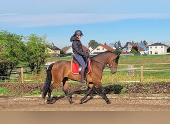 Andalusier Blandning, Valack, 6 år, 156 cm, Mörkbrun