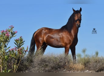 Andalusier, Valack, 6 år, 157 cm, Brun