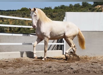 Andalusier, Valack, 6 år, 164 cm, Perlino