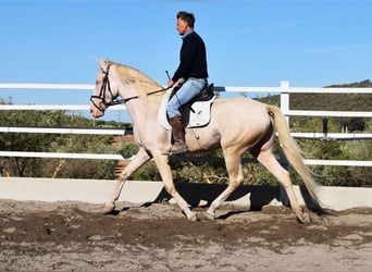 Andalusier, Valack, 6 år, 164 cm, Perlino