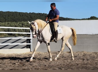 Andalusier, Valack, 6 år, 164 cm, Perlino