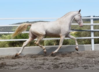 Andalusier, Valack, 6 år, 164 cm, Perlino
