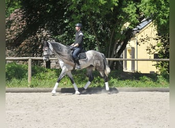 Andalusier, Valack, 6 år, 167 cm, Gråskimmel