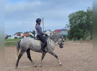 Andalusier Blandning, Valack, 7 år, 155 cm, Grå-flugskimmel