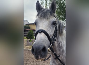 Andalusier Blandning, Valack, 7 år, 155 cm, Grå-flugskimmel