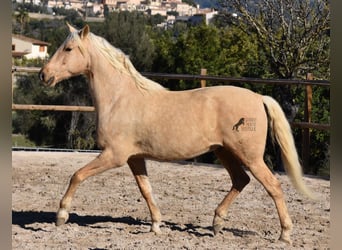 Andalusier, Valack, 7 år, 156 cm, Palomino
