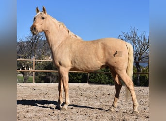 Andalusier, Valack, 7 år, 156 cm, Palomino
